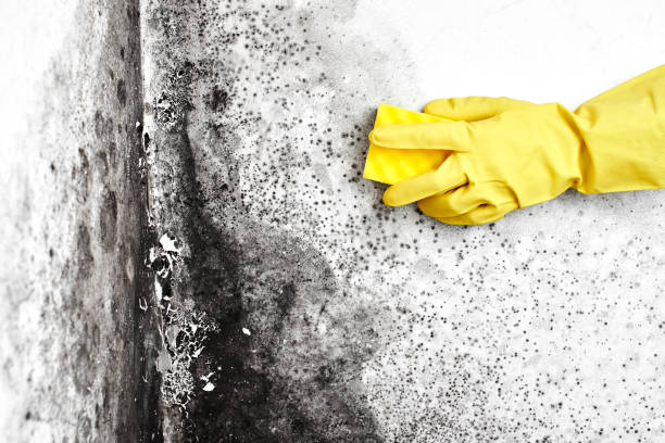 Best Mold Testing  in Mount Carroll, IL