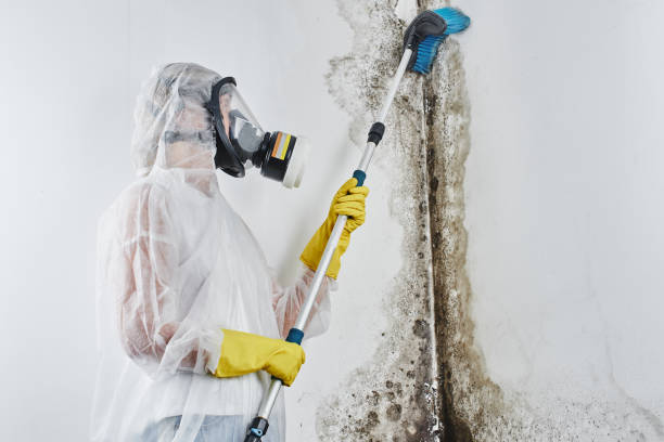 Best Mold Cleaning Services  in Mount Carroll, IL