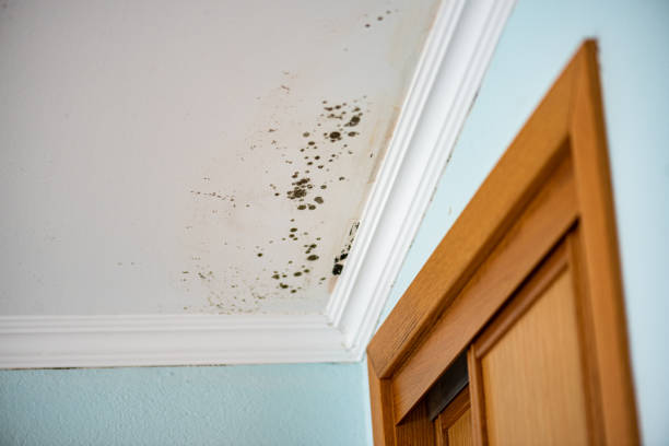 Best Residential Mold Removal  in Mount Carroll, IL
