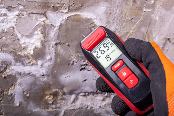 Best Attic Mold Removal  in Mount Carroll, IL