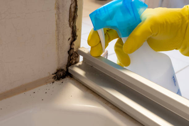 Best Black Mold Removal  in Mount Carroll, IL