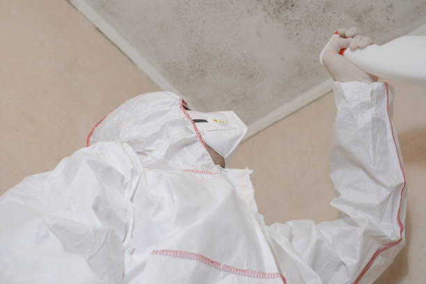 Best Black Mold Removal  in Mount Carroll, IL