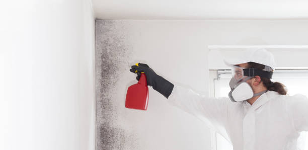 Best Mold Damage Repair  in Mount Carroll, IL