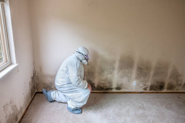 Best Mold Testing  in Mount Carroll, IL