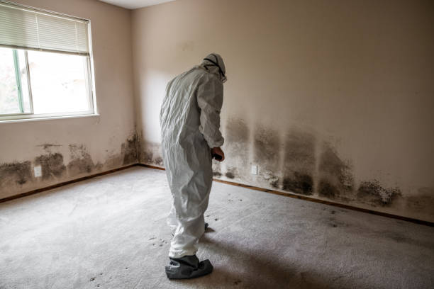 Mold Testing and Removal in Mount Carroll, IL