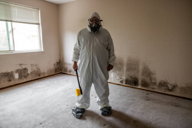 Best Fast Mold Removal  in Mount Carroll, IL