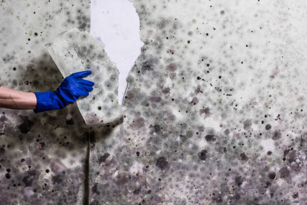 Best Mold Cleaning Services  in Mount Carroll, IL