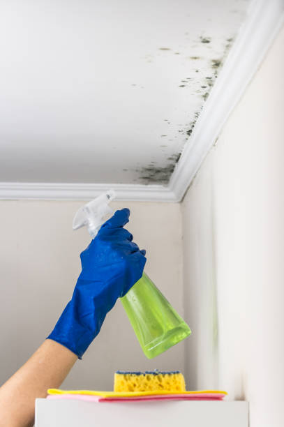 Trusted Mount Carroll, IL Mold Removal Experts